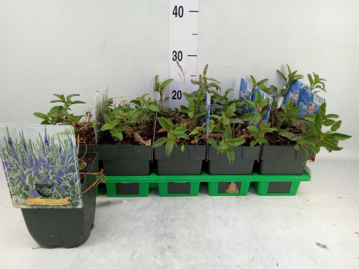 <h4>Veronica spicata 'Anniversary Blue'</h4>