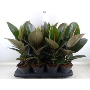 Ficus elastica 'Robusta'