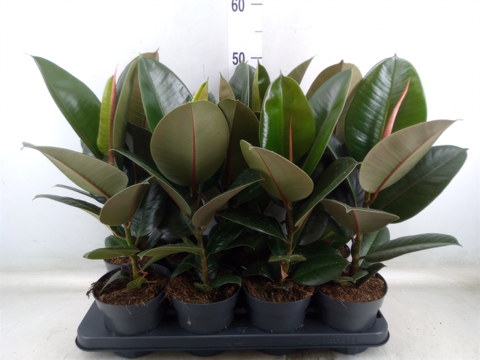 <h4>Ficus elastica 'Robusta'</h4>