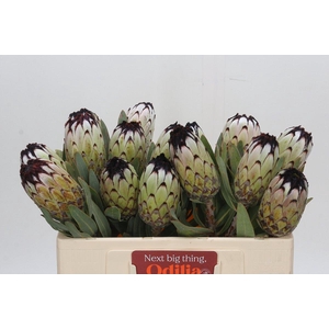 Protea Niobe