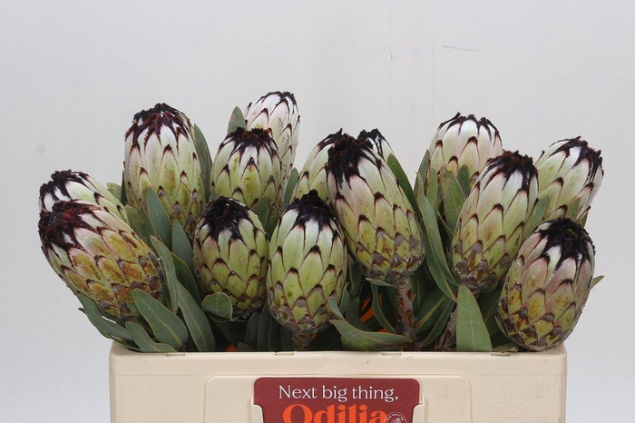 Protea Niobe