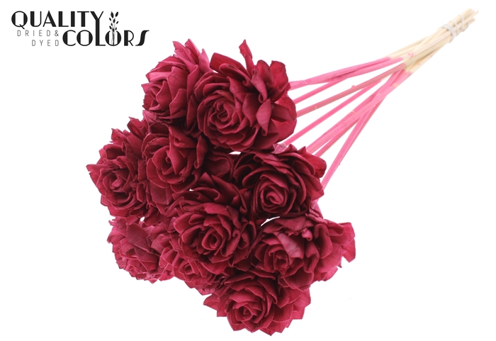 Shola Dahlia 6cm on stem Burgundy