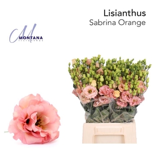 EUSTOMA RUSS. DU 'SABRINA ORANGE'