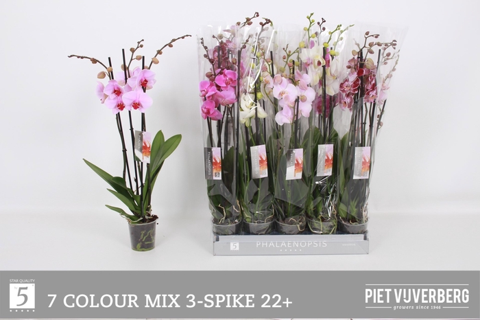 <h4>PHAL GEM 7 KL</h4>
