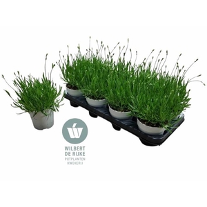 LAVAN AN AROMA WHITE