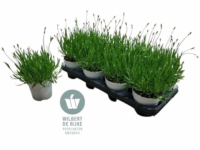 <h4>LAVAN AN AROMA WHITE</h4>