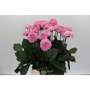Dahlia Wizard of Oz