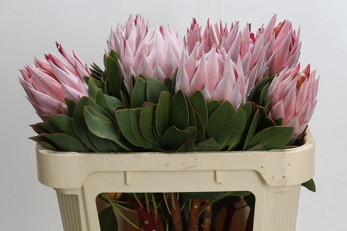<h4>Protea Cynaroides</h4>