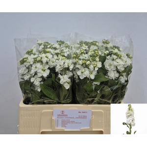 MATTH AIDA WHITE