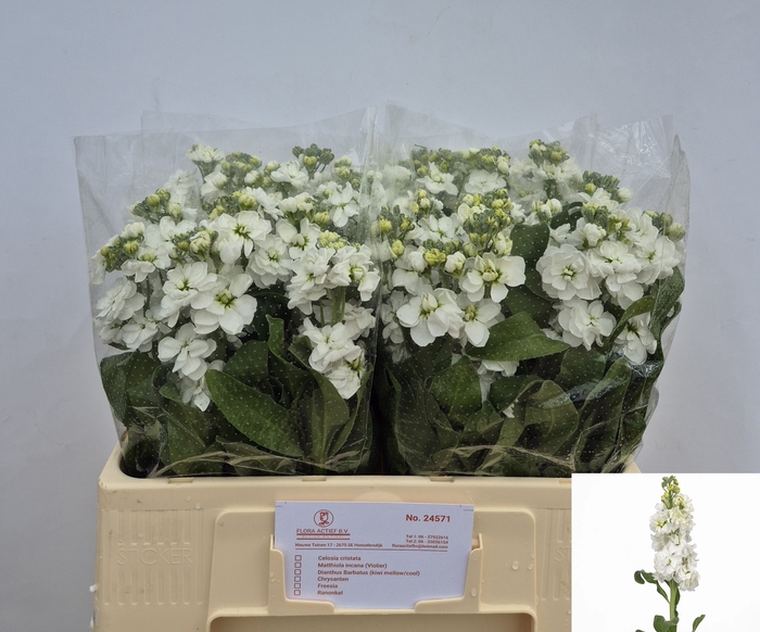 <h4>MATTH AIDA WHITE</h4>