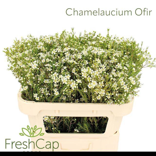 <h4>CHAME UN OFIR</h4>