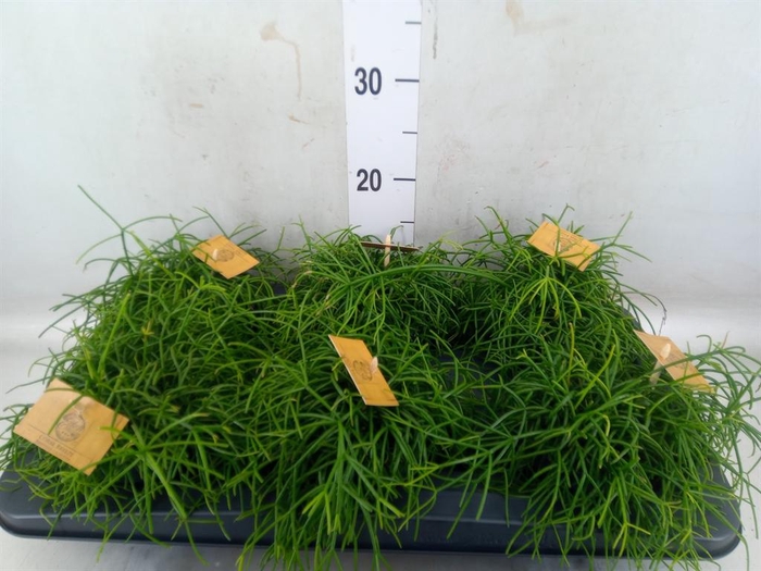 <h4>Rhipsalis   ...</h4>