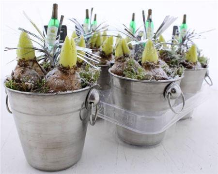 <h4>Arr Hyacinth</h4>