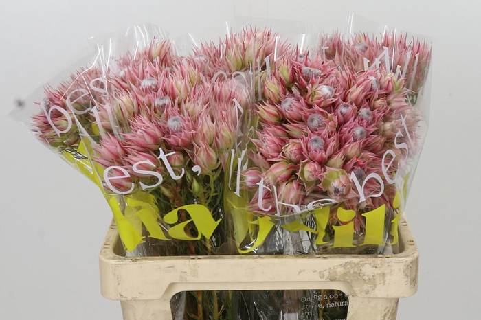 <h4>Blushing Bride Pink 6/9 Flowers</h4>