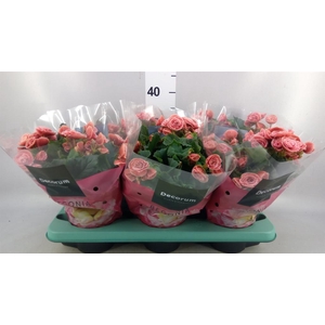 Begonia elat. DU 'Borias'