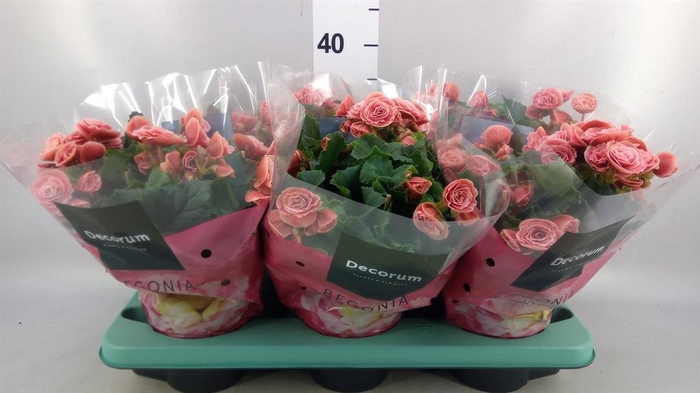 <h4>Begonia elat. DU 'Borias'</h4>