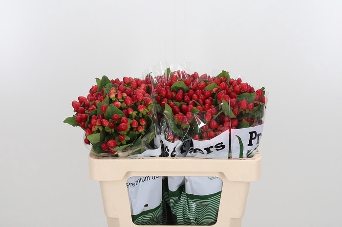 <h4>Hyp Mag Triumph</h4>