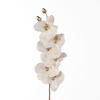 AF Phalaenop Metallic L80cm Wh