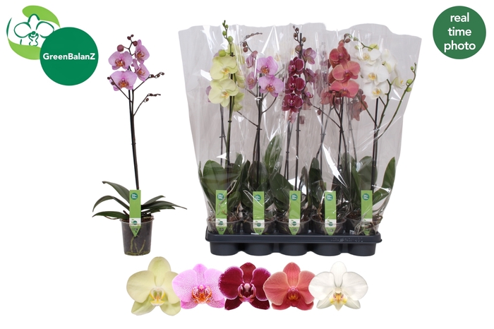 <h4>PHAL GEM</h4>