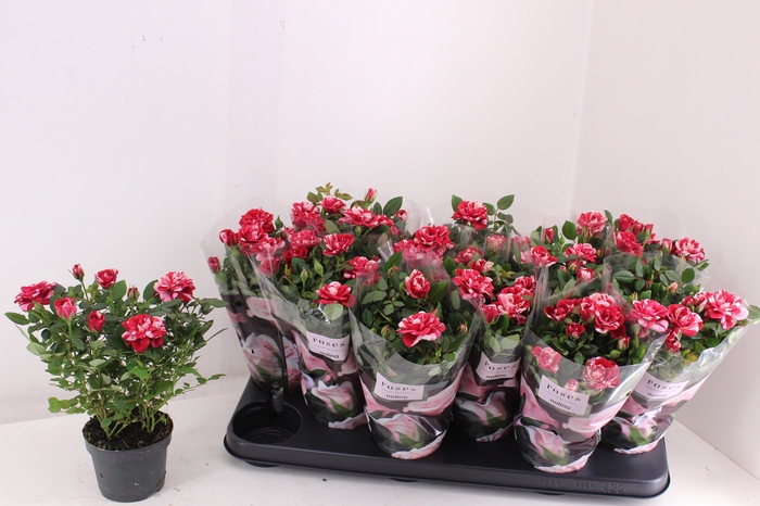 <h4>RO GIGI PARTY</h4>