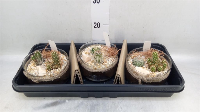 <h4>Arr.  Cactus L%</h4>