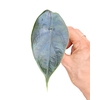 Alocasia