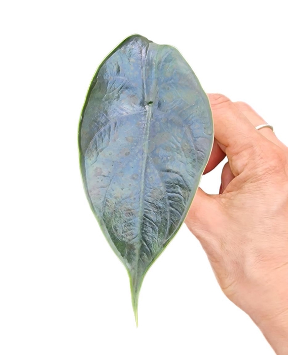 Alocasia