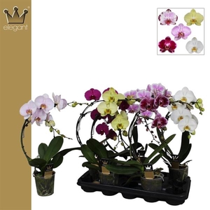 Phalaenopsis Elegant Cascade