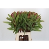 Protea Robijn