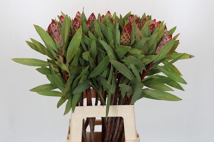 <h4>Protea Robijn</h4>