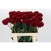 Dahlia Red Fox