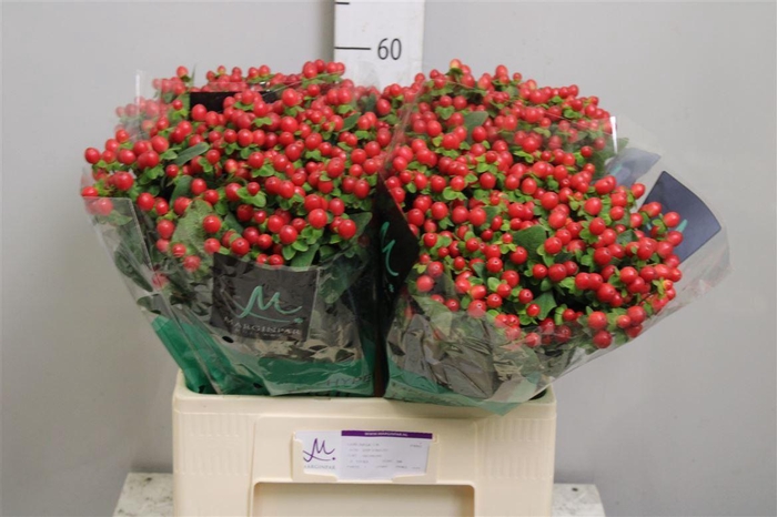 <h4>Hyp Tomato Flair</h4>