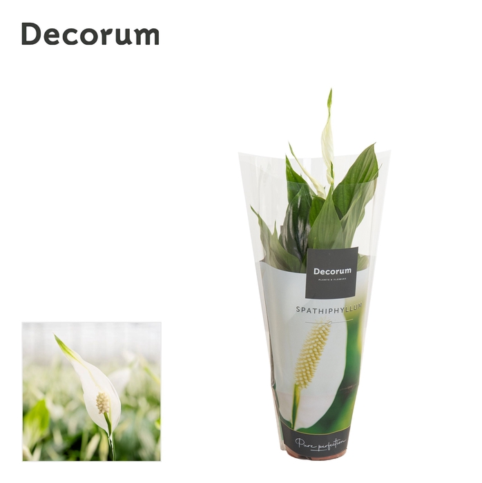 <h4>Spathiphyllum 9 cm Chopin Decorum</h4>