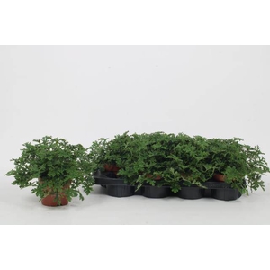 .Pelargonium graveolens