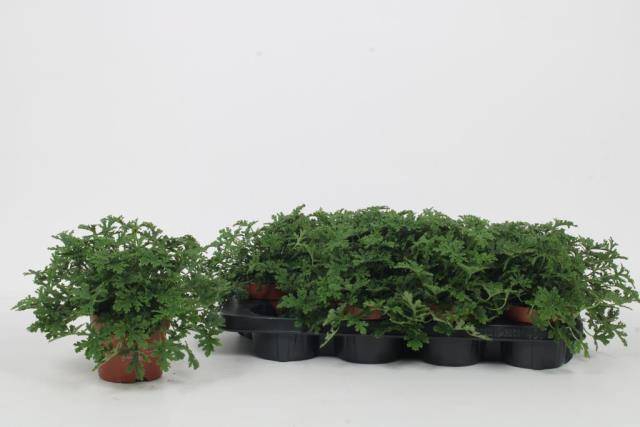 <h4>.Pelargonium graveolens</h4>