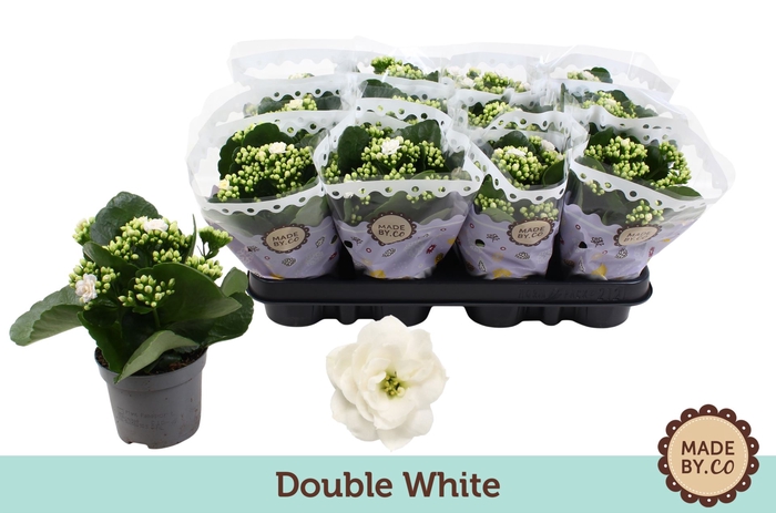 <h4>Kalanchoe Calandiva Ewbank</h4>
