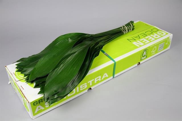 <h4>ASPIDISTRA 80 CM G.T.</h4>