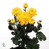 CHR T WENDY GEEL