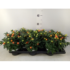 Solanum pseudocapsicum