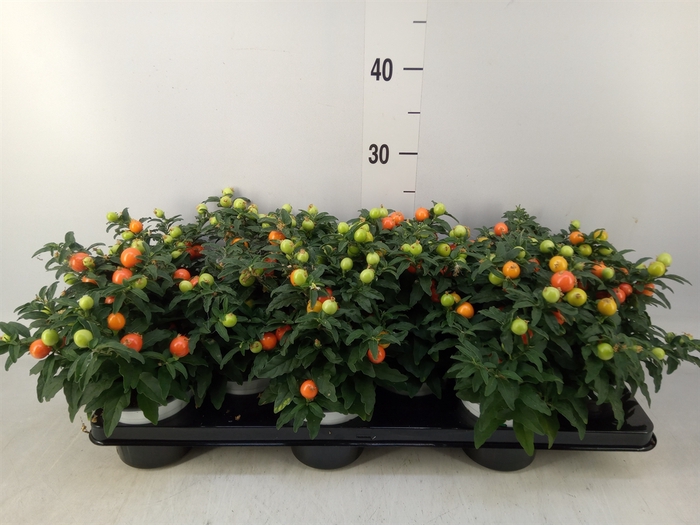 <h4>Solanum pseudocapsicum</h4>
