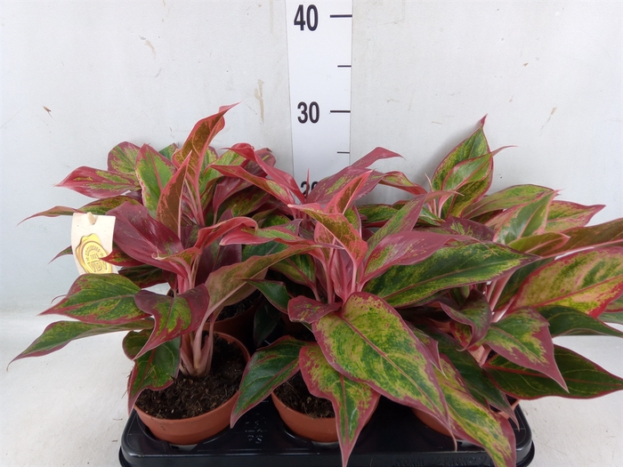 <h4>Aglaonema  'Crete'</h4>