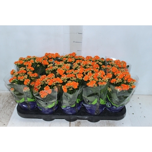 KALANCHOE DOBRADO P11 LARANJA