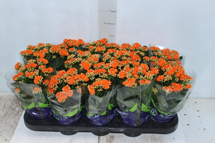 <h4>KALANCHOE DOBRADO P11 LARANJA</h4>