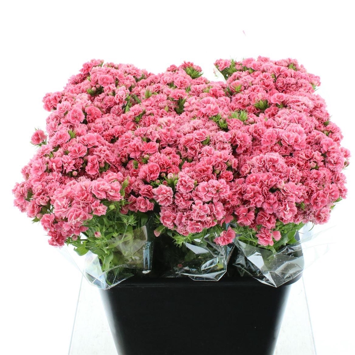 <h4>Di Barb Dublino Fans</h4>