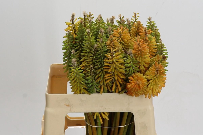 <h4>Kniphofia Mix</h4>