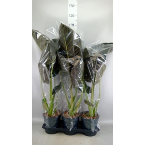 Alocasia  'Regal Shields'