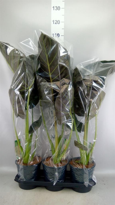 <h4>Alocasia  'Regal Shields'</h4>