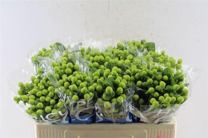 <h4>Hyp Coco Bamboo Green</h4>