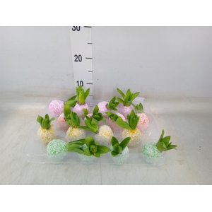 Hyacinthus orie.   ...waxed H%