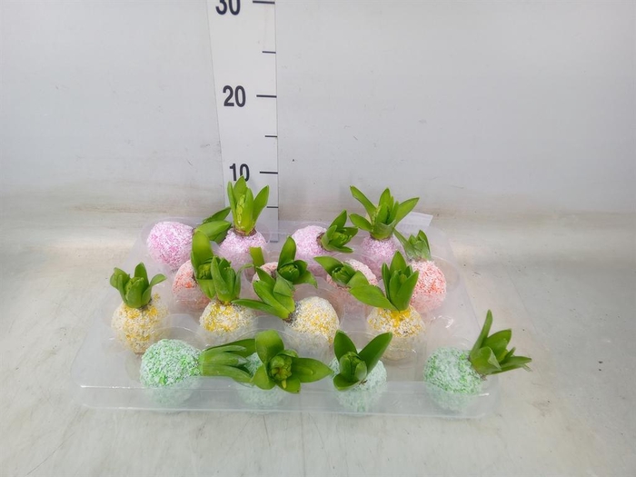 <h4>Hyacinthus orie.   ...waxed H%</h4>